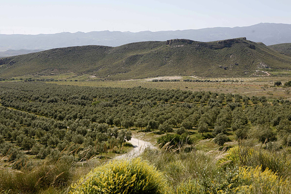 finca oro del desierto 2